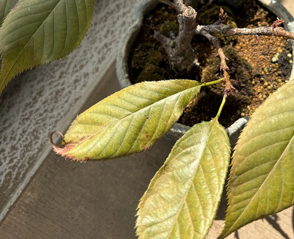桜の盆栽の葉。先が茶色く変色して、くるんと丸まっている