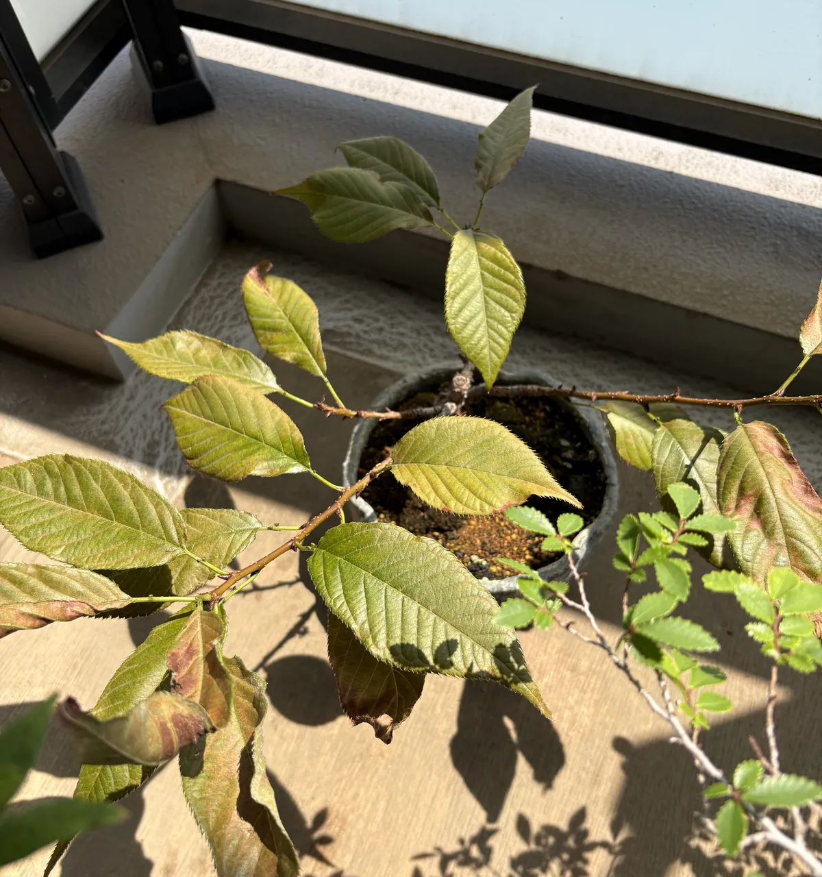 桜の盆栽を上から見たところ。3つのAIに送ったのと同じ写真