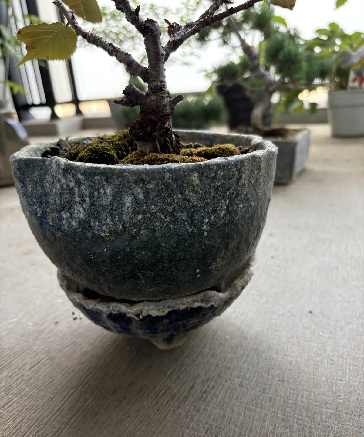 桜の盆栽の鉢を、使っていない鉢の上に載せて床から浮かせた状態