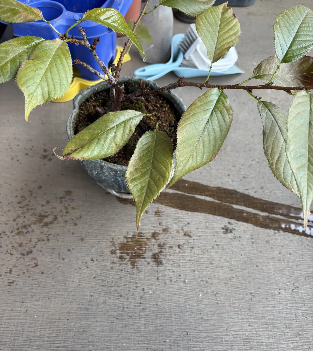 桜の盆栽に水をかけたところ。水が鉢から抜けて、ベランダの床に流れている