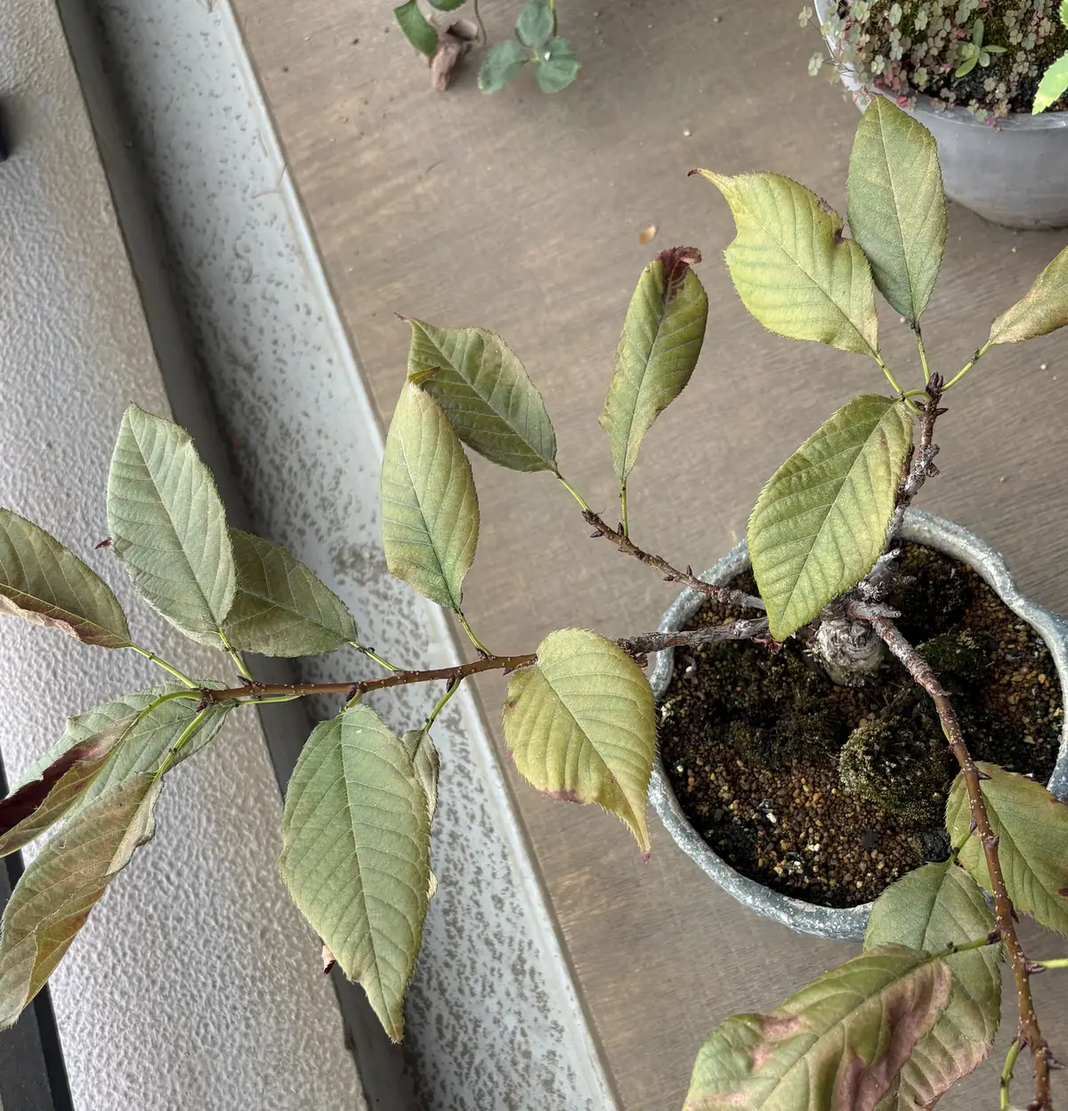 約1か月後の桜の盆栽を上から撮ったもの。対策をした日と大きな変化はない