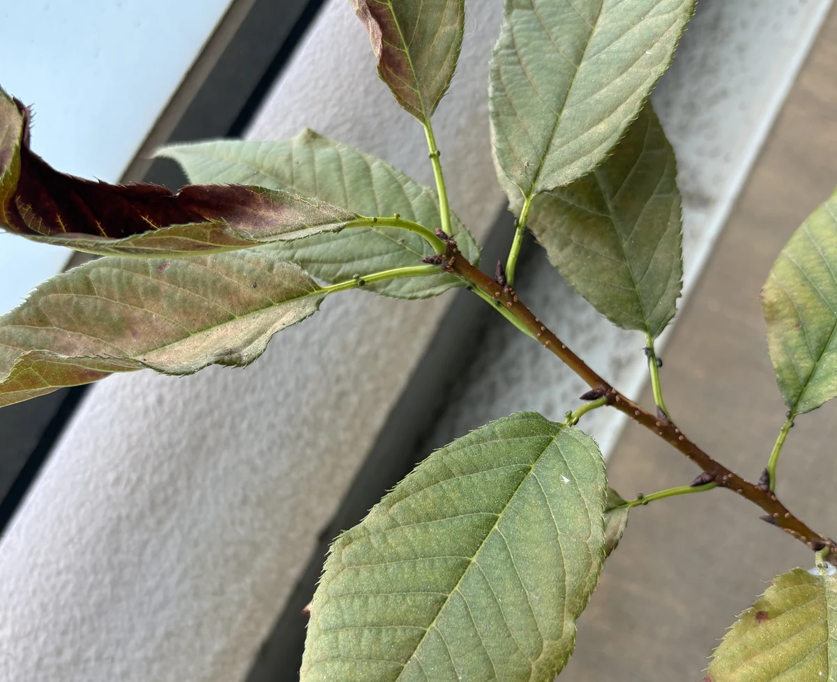 約1か月後の葉のアップ。緑の葉と、茶色くなった葉が混じっている